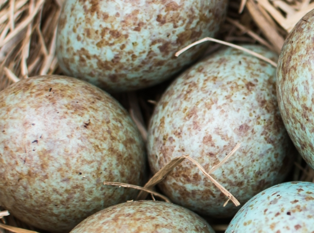 Omgevingsplan is een nest vol met koekoekseieren